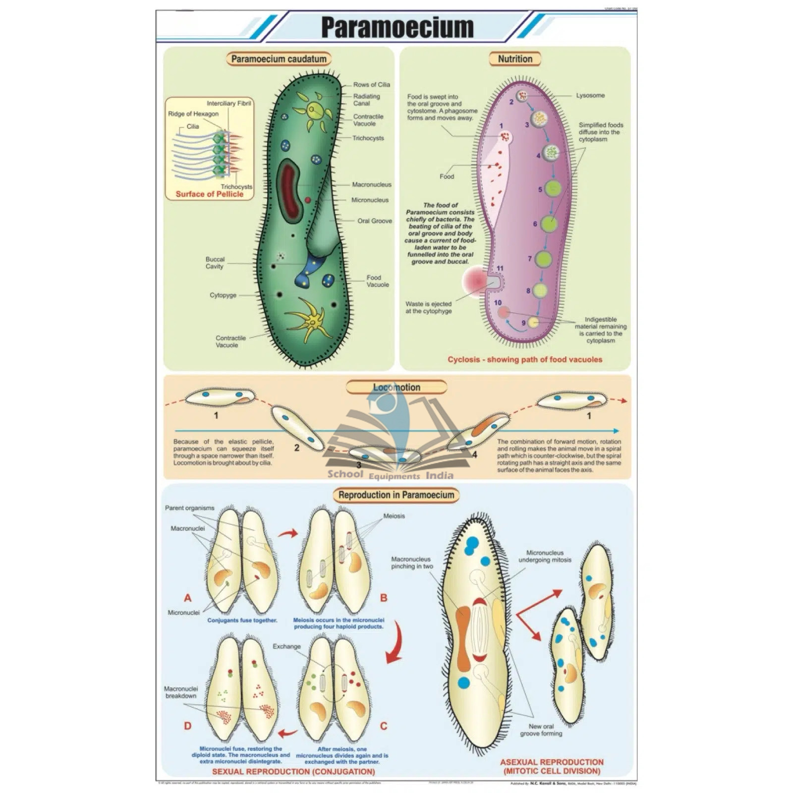 Paramoecium Chart